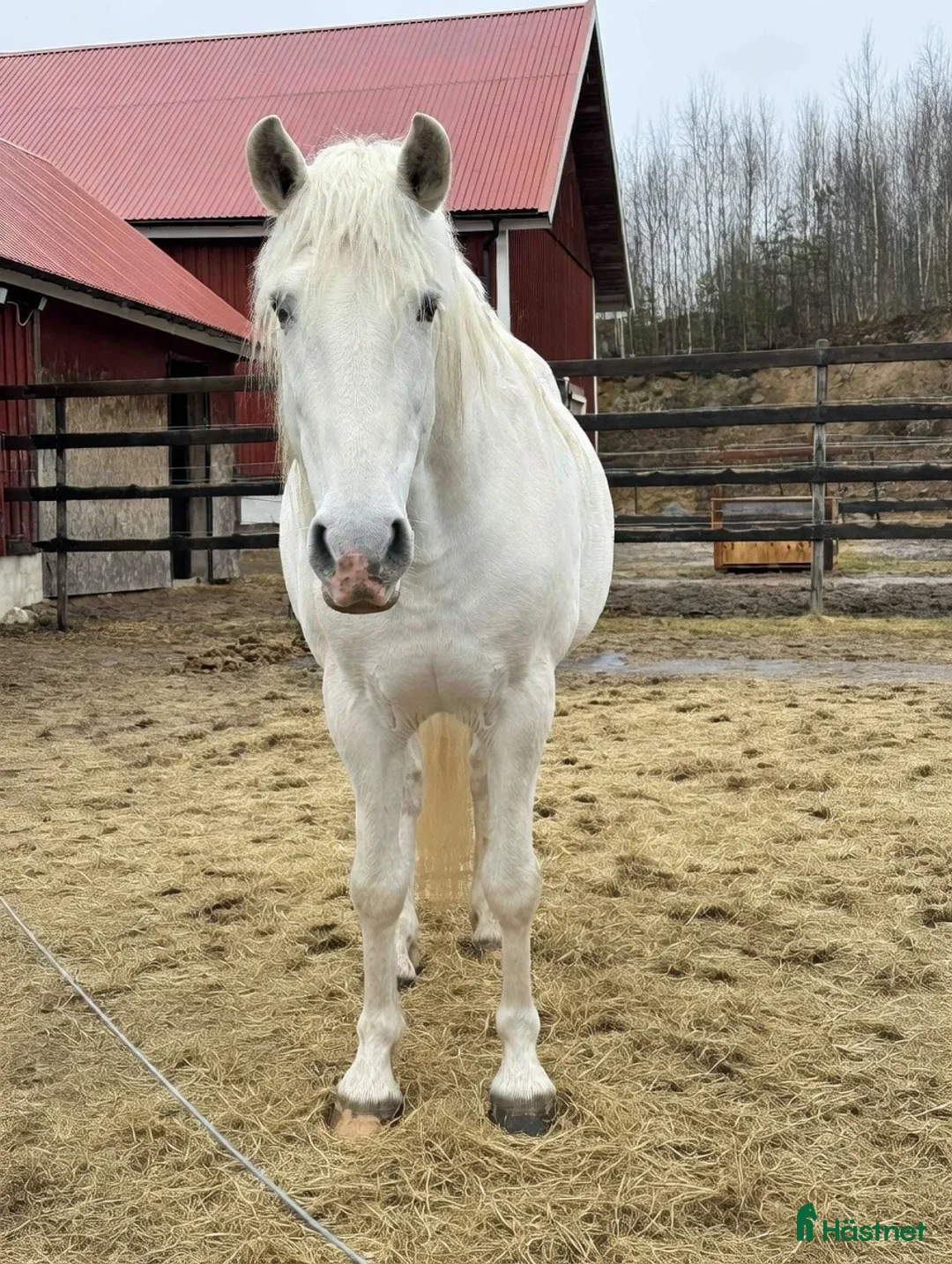 Avelshästar hästar till salu: Avelsgodkänd PRE-hingst med Cartujanolinjer - Annons 14