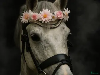 hästar Charmig B-ponny söker ny bästis! - Annons 1