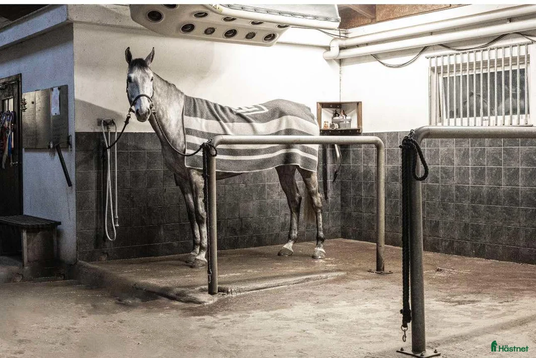  stallplats finnes: Plats på lösdrift i Borås - Annons 3