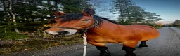 Avelshästar hästar till salu: Ardennersto till avel - Annons 4