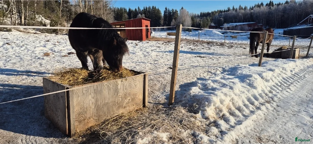 stallplats finnes: Lediga platser lösdrift/stall  - Annons 1