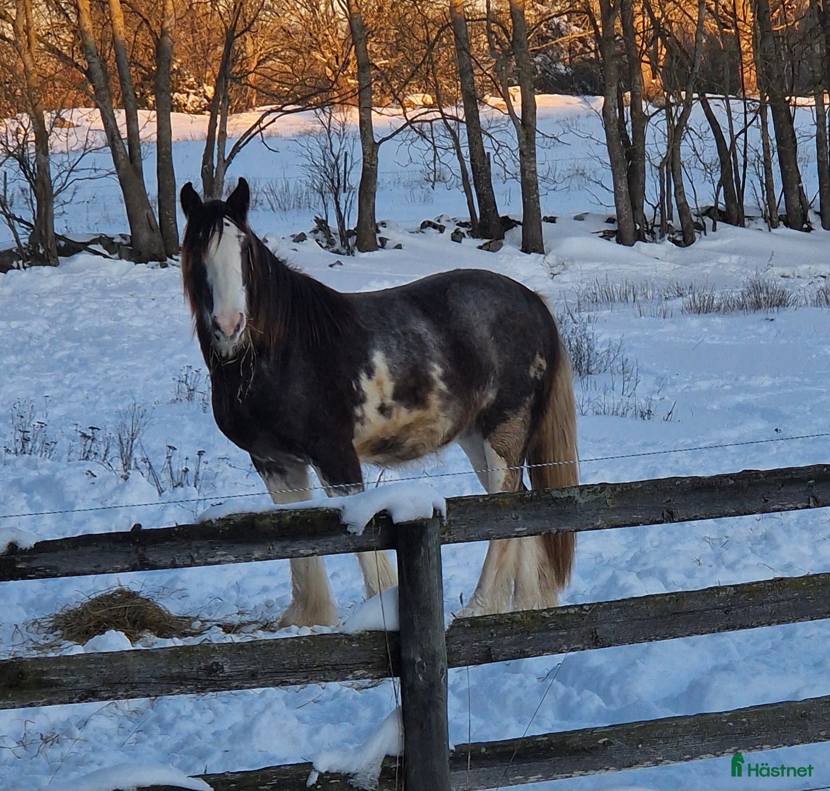  hästar En härlig unghäst i Silverdalen - Annons 8
