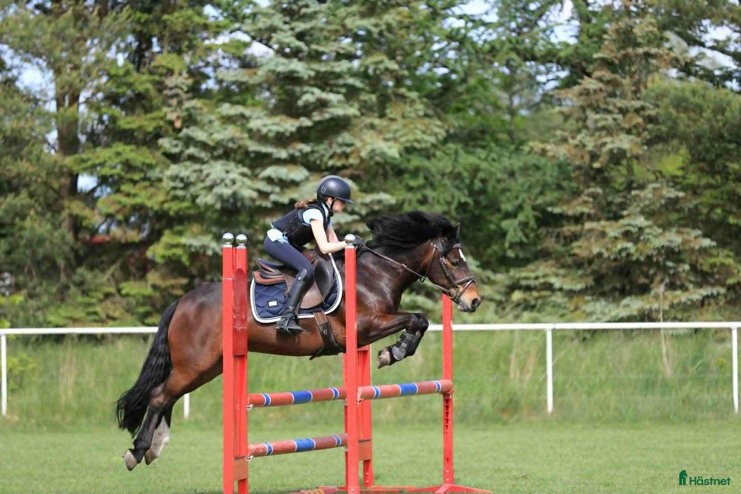 Hoppning hästar till salu: En fantastisk c ponny i Löddeköpinge - Annons 1