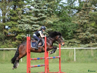 Hoppning hästar till salu: En fantastisk c ponny i Löddeköpinge - Annons 1