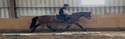 Allround hästar till salu: Connemara gelding 148cm - Annons 11