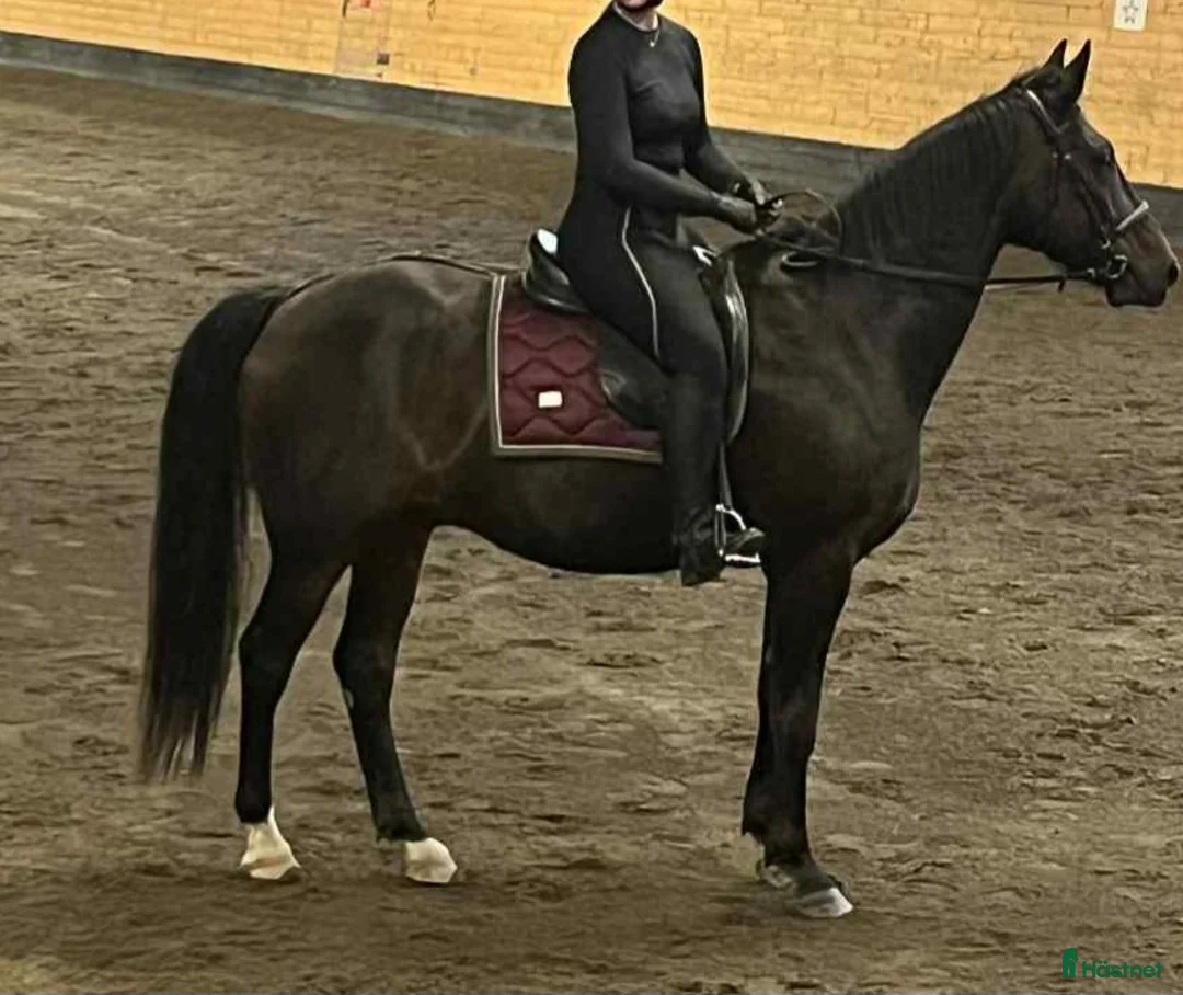 Allround hästar till salu: Fin liten storhäst - Annons 2