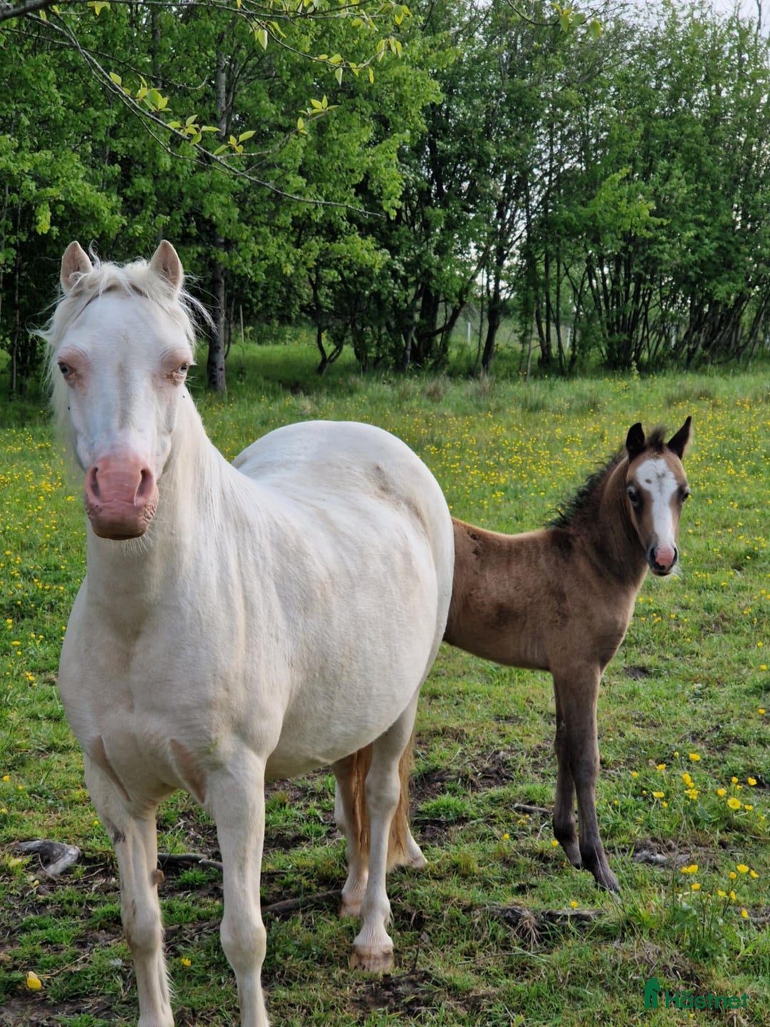 Allround hästar till salu: Rar welsh mountainkille i Stenkullen - Annons 5
