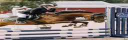 Dressyr hästar till salu: Snygg allround/dressyrponny - Annons 5