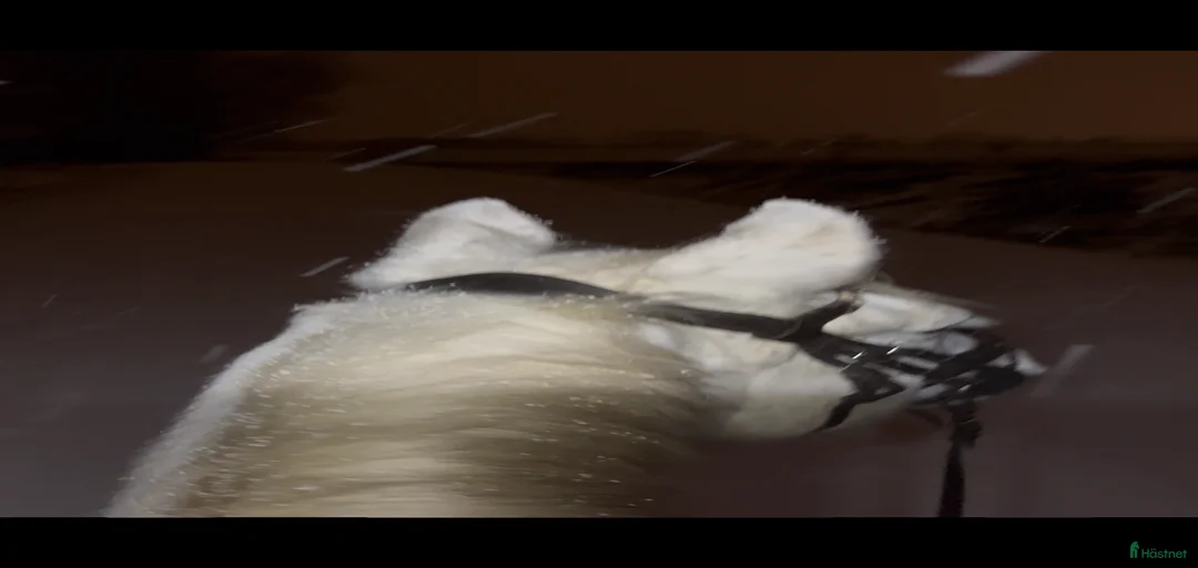 Galleribild {{count}}