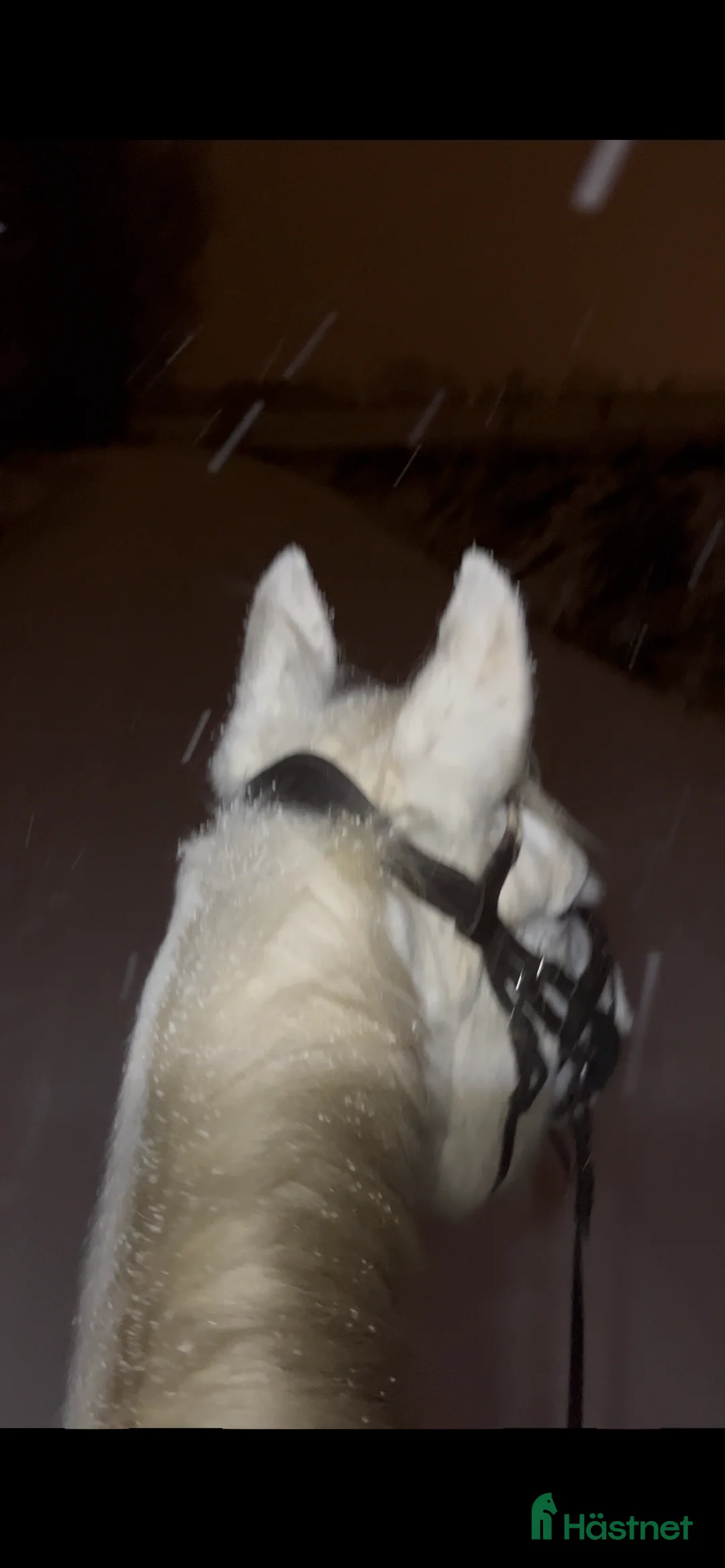 Galleribild {{count}}