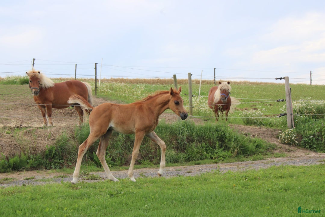 Allround hästar till salu: Smuk Ox araber hingst i Broby kommun - Annons 3