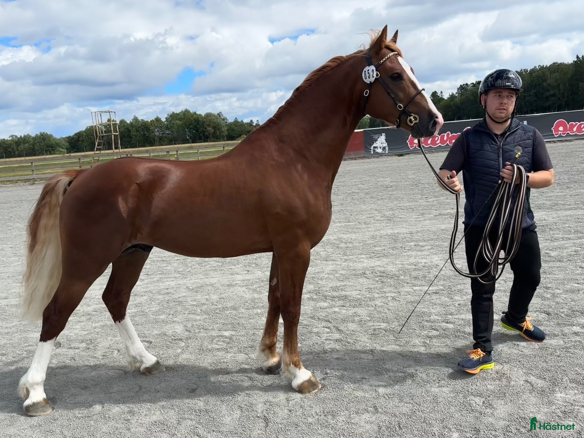 Allround hästar till salu: Lovande Welsh cob hingst - Annons 2