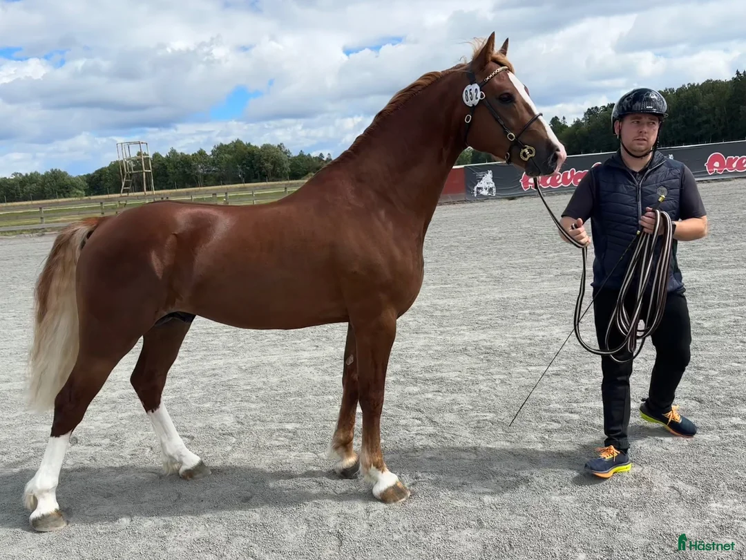 Allround hästar till salu: Lovande Welsh cob hingst - Annons 1
