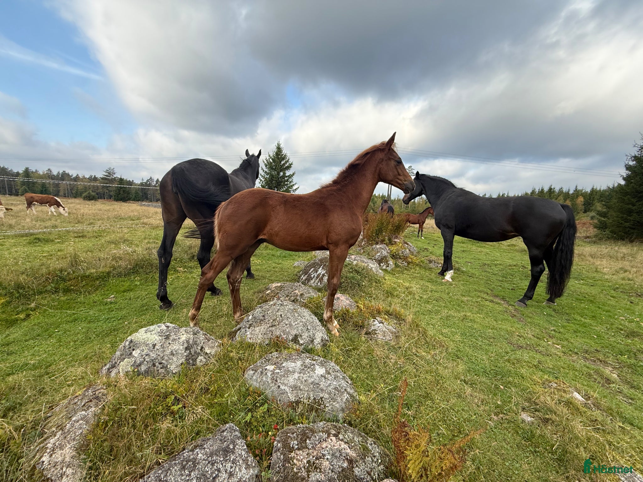  hästar William letar efter sitt nästa hem! - Annons 2
