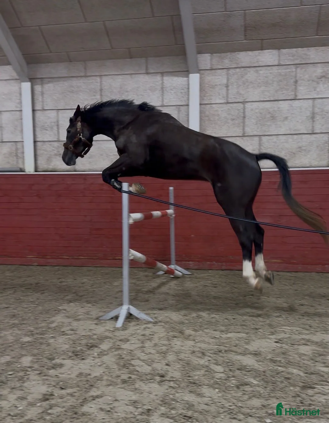 Hoppning hästar till salu: Unghest med wow faktor i Horten - Annons 2