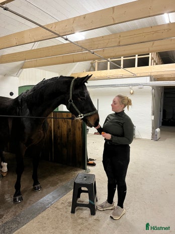 medryttarhäst sökes i Grillby - Annons 2