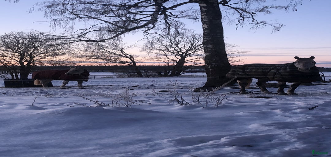 Galleribild {{count}}