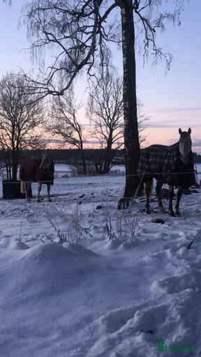 Galleribild {{count}}