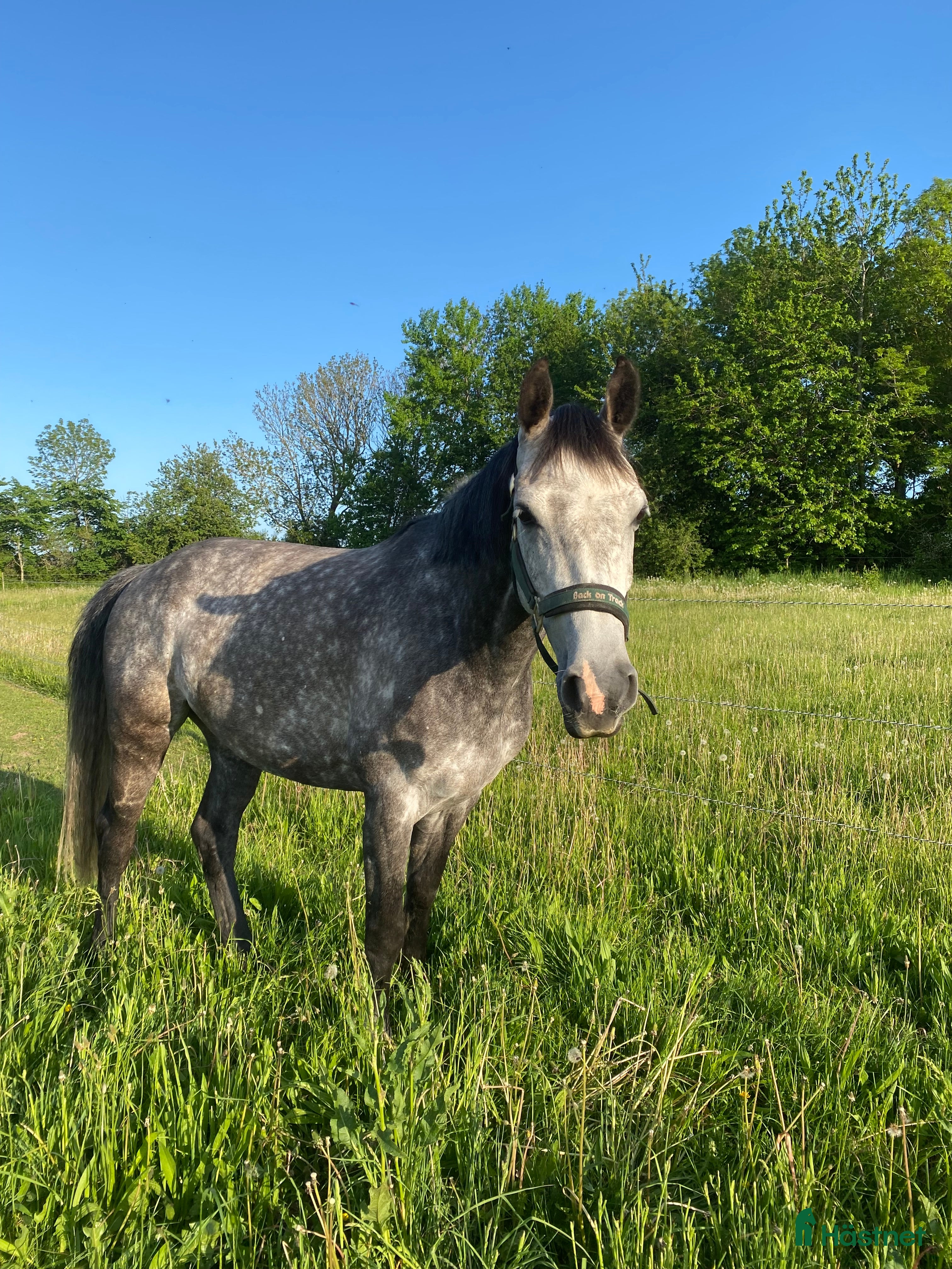  hästar Medryttare sökes 2-3 ggr/v. - Annons 1