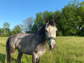 hästar Medryttare sökes 2-3 ggr/v. - Annons 1