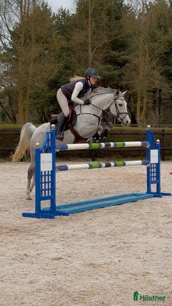 Hoppning hästar till salu: Trygg hopp ponny - Annons 4