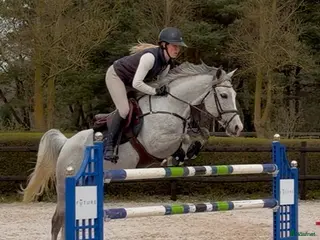 Hoppning hästar till salu: Trygg hopp ponny - Annons 4