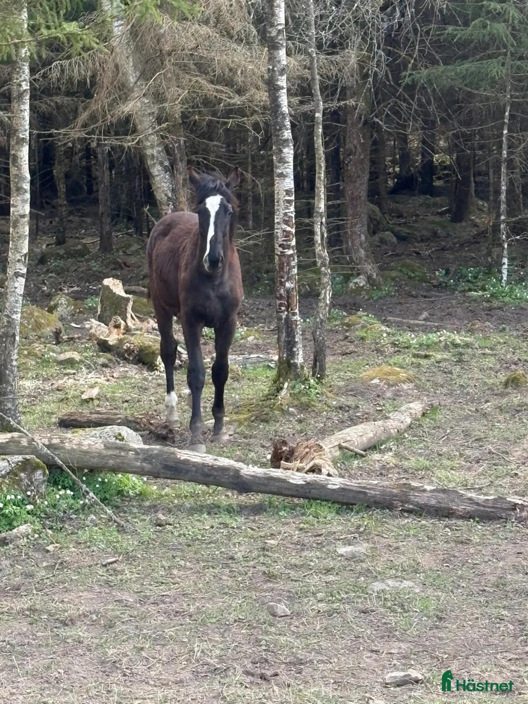 Dressyr hästar till salu: Trevlig unghäst 🌼 - Annons 1