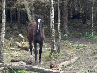 hästar Trevlig unghäst 🌼 - Annons 2