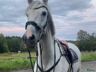 hästar Fantastiskt sto i Gällö - Annons 2