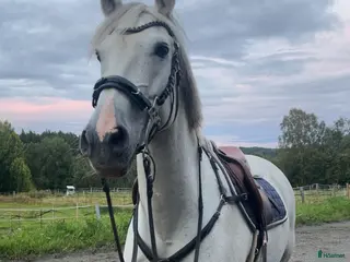 hästar Fantastiskt sto i Gällö - Annons 21