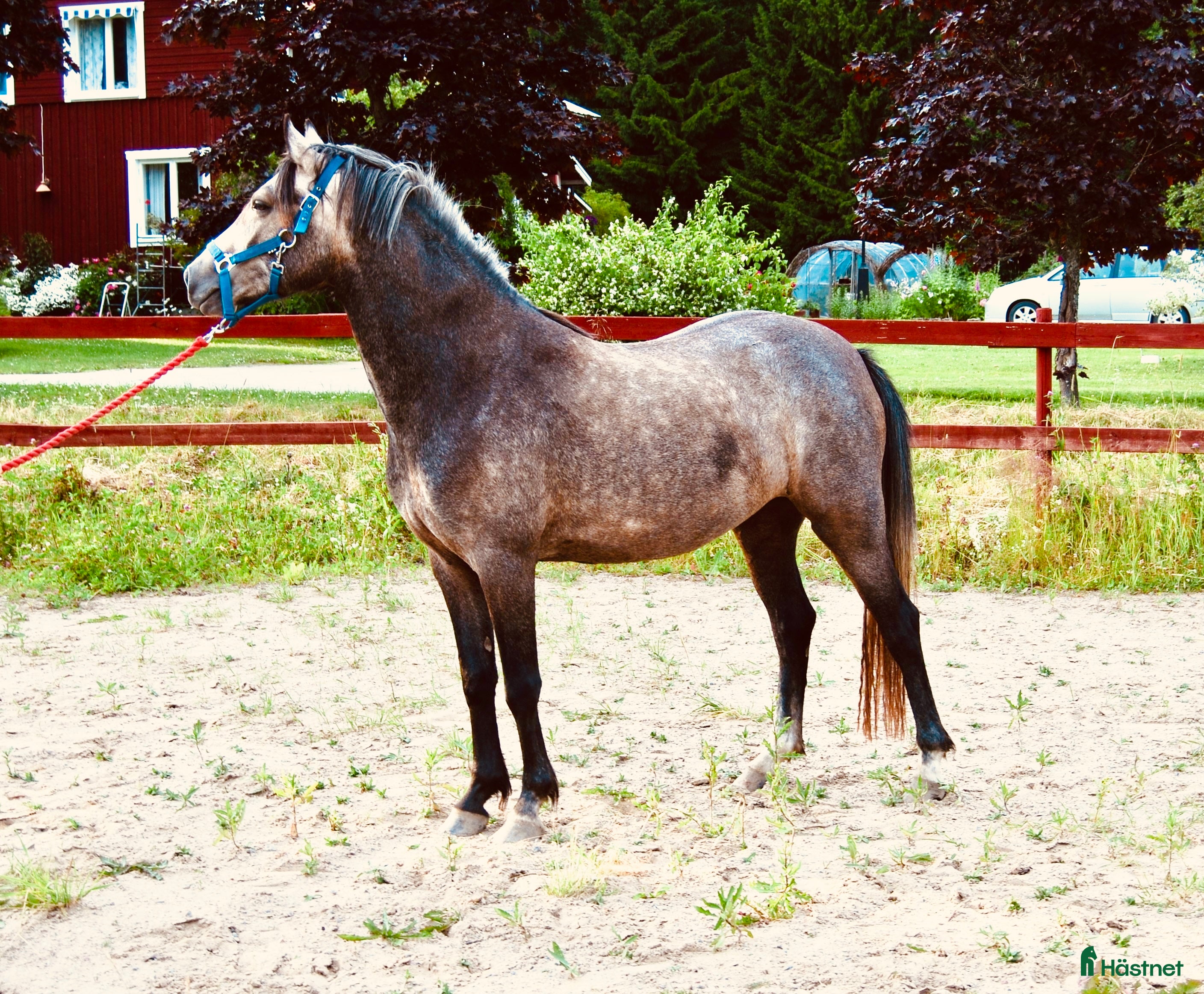  hästar Lovande ungponnysto e. Leuns Veld's Lord i Bergsjö - Annons 8