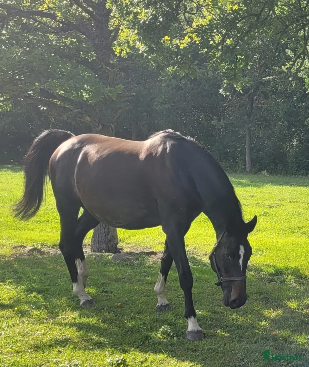 Allround hästar till salu: Vackert sto - Annons 1