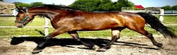 Allround hästar till salu: Top Quality and  Pleasant 8 yo mare-Salwinia  - Annons 4