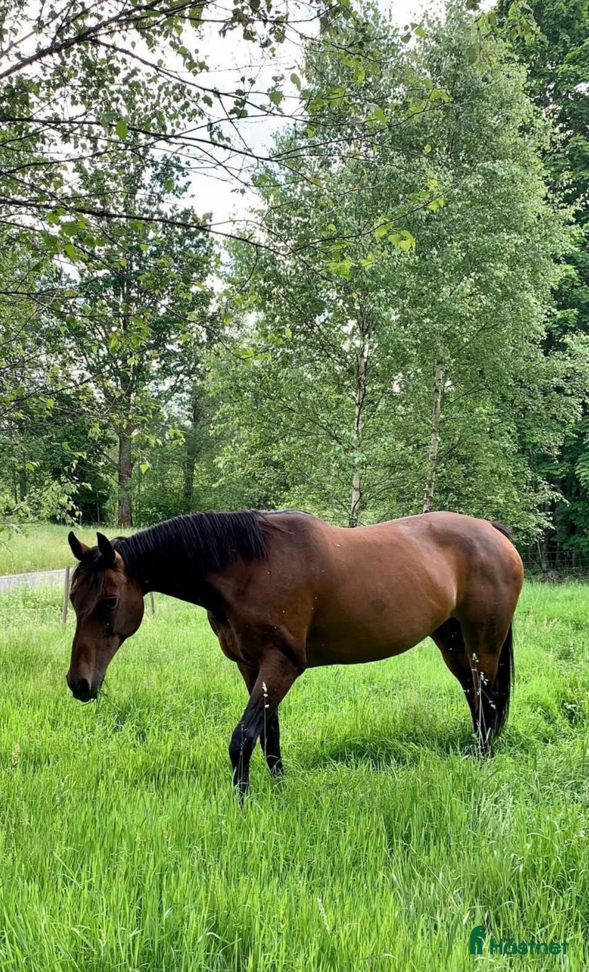  hästar Fantastiskt avelssto! i Älmhult - Annons 12