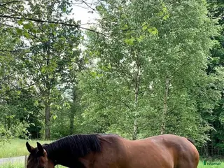 hästar Fantastiskt avelssto! i Älmhult - Annons 13