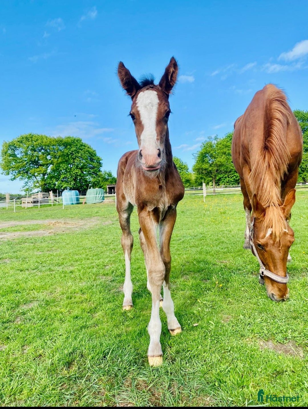 Allround hästar till salu: Mycket vackert stoföl E: Esmeraldo  i Surte - Annons 8