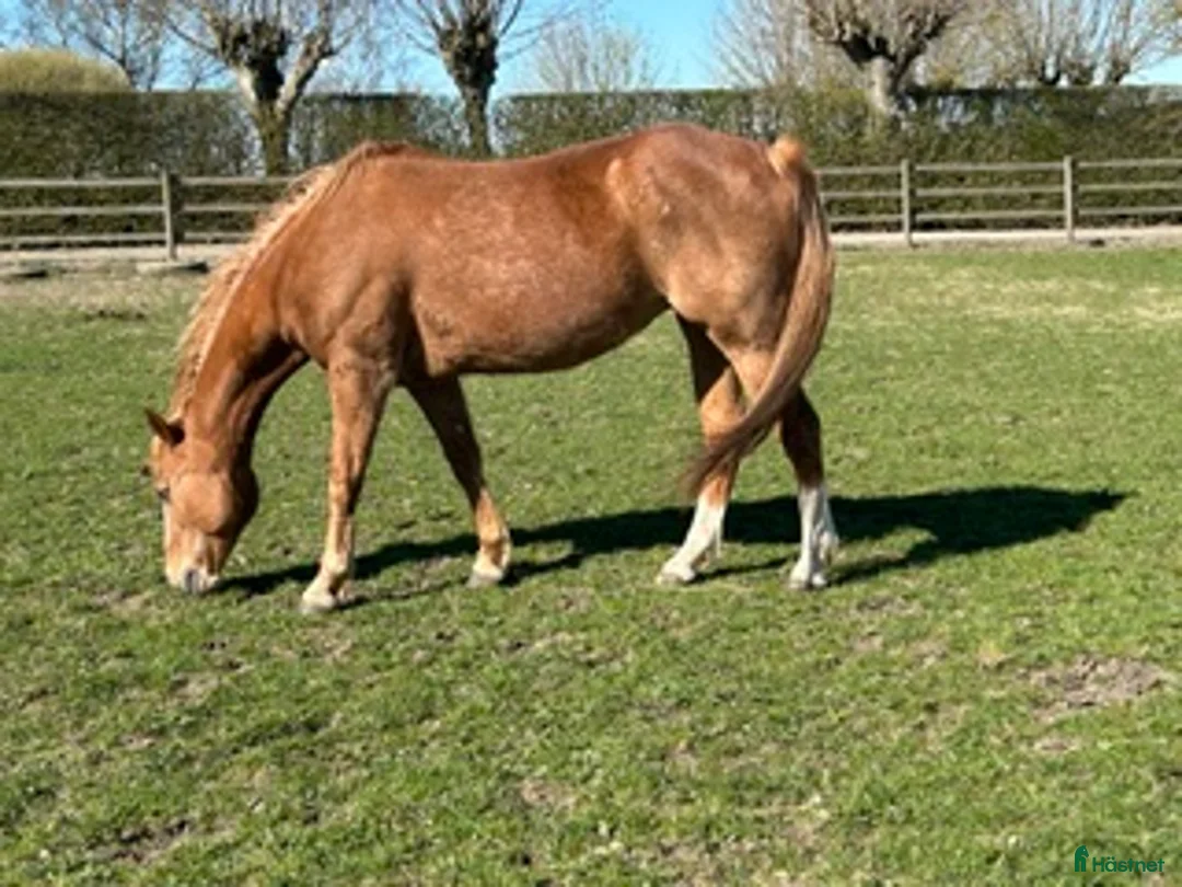 Western hästar till salu: Sunny - Annons 3