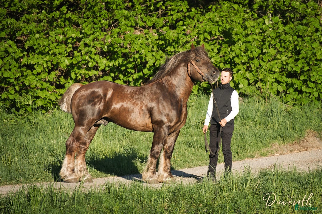 Allround hästar till salu: Ardenner Stoföl (e. Cronas Waldemar) i Kågeröd - Annons 8