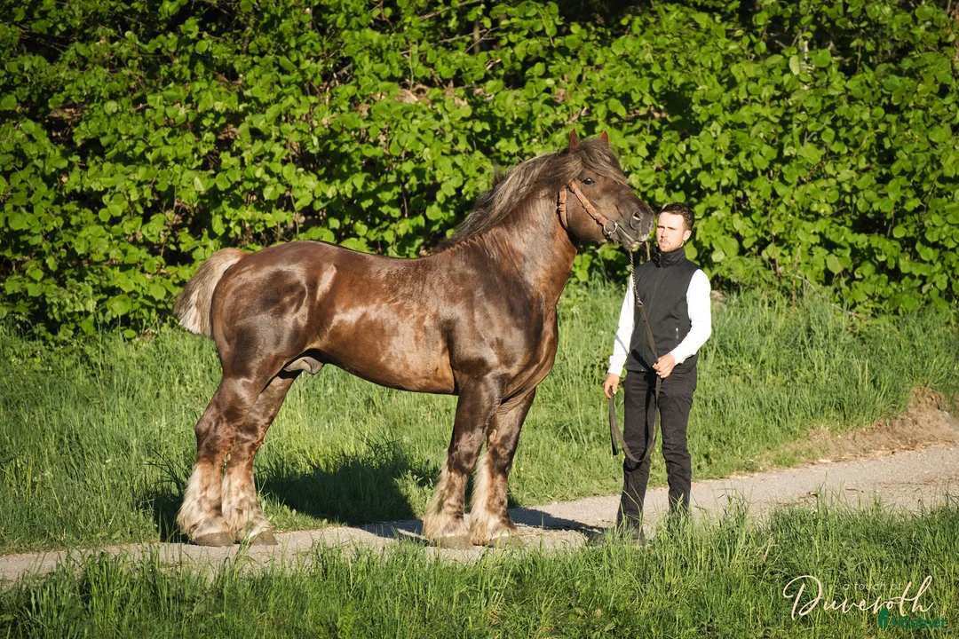 Allround hästar till salu: Ardenner Stoföl (e. Cronas Waldemar) i Kågeröd - Annons 8