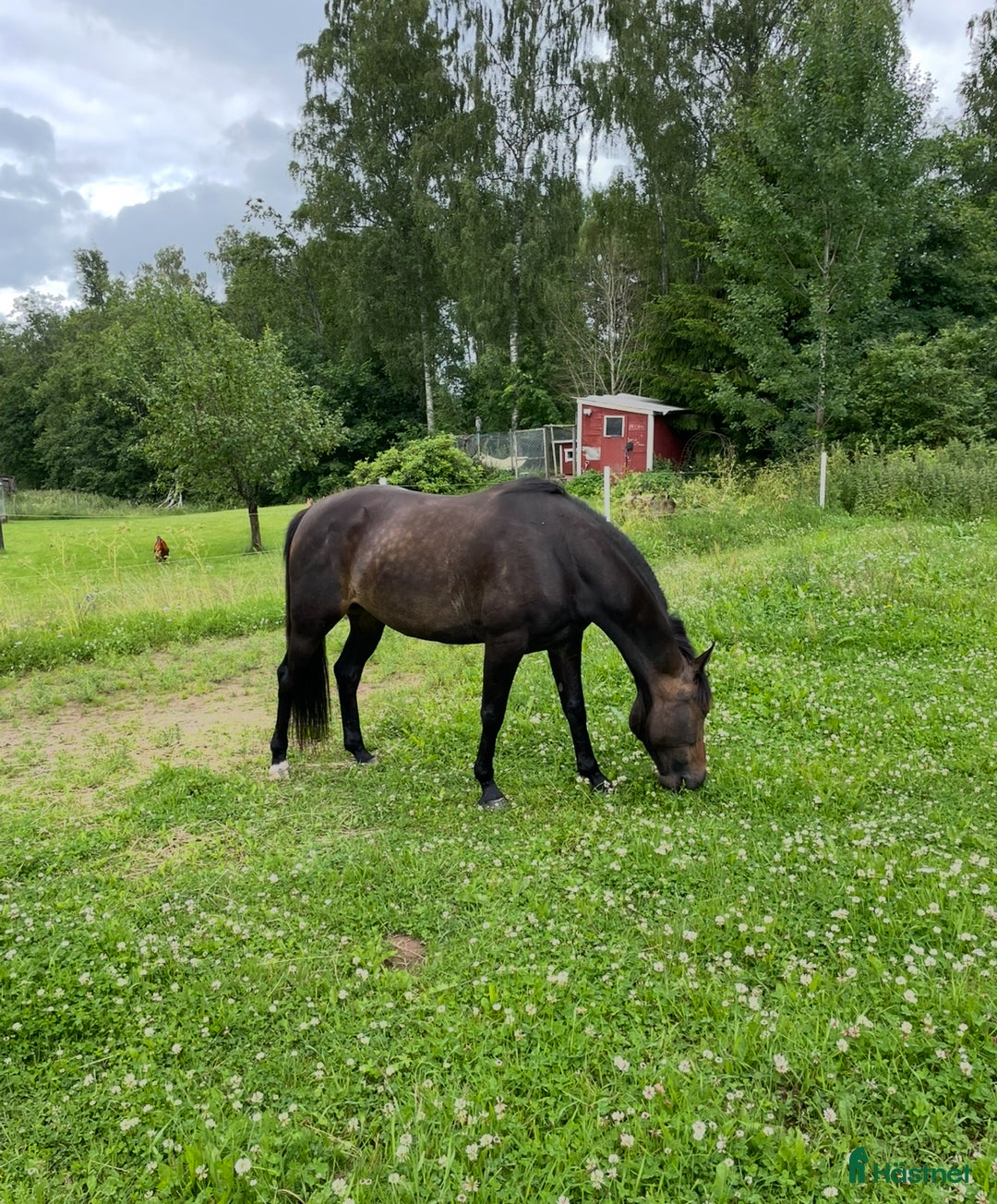 Allround hästar till salu: Hybrid Speed och Ninja Star i Borlänge - Annons 6
