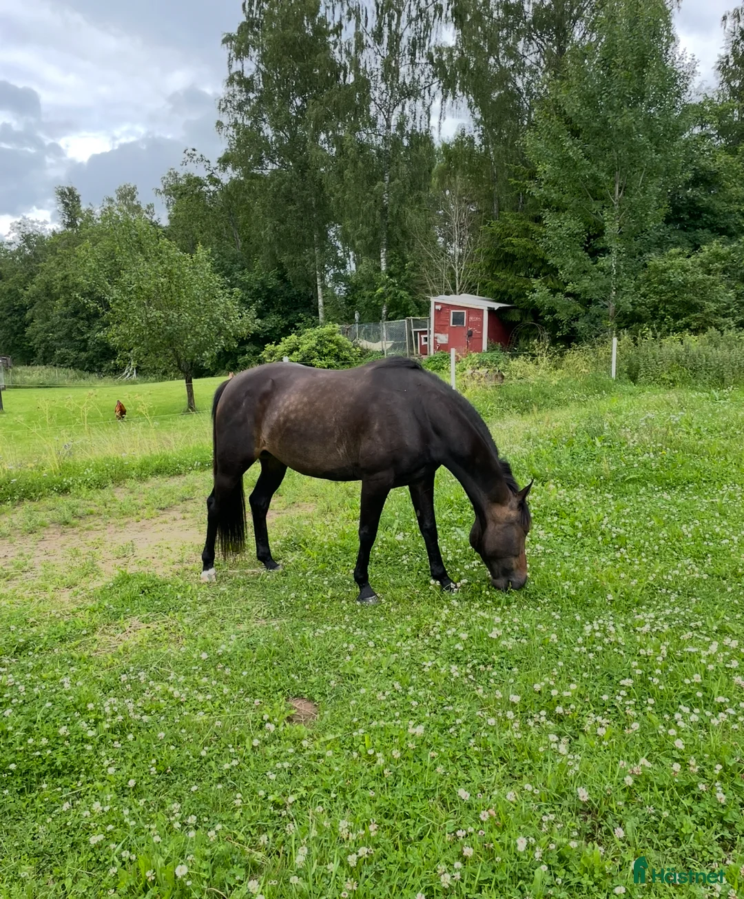 Allround hästar till salu: Hybrid Speed och Ninja Star i Borlänge - Annons 6