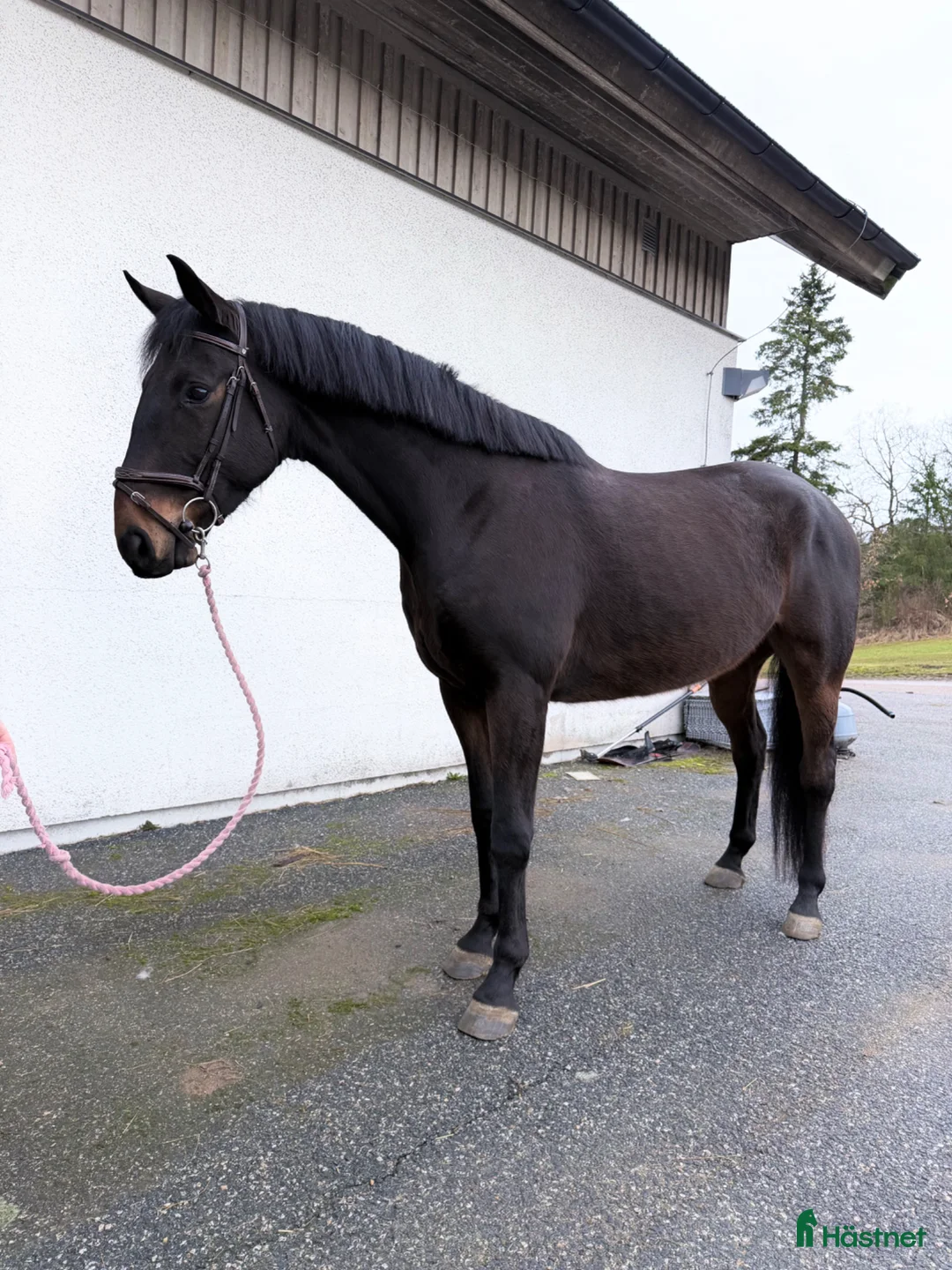 Allround hästar till salu: Super kille passande verksamhet ⭐️ - Annons 1