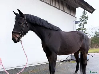 hästar Super kille passande verksamhet ⭐️ - Annons 2