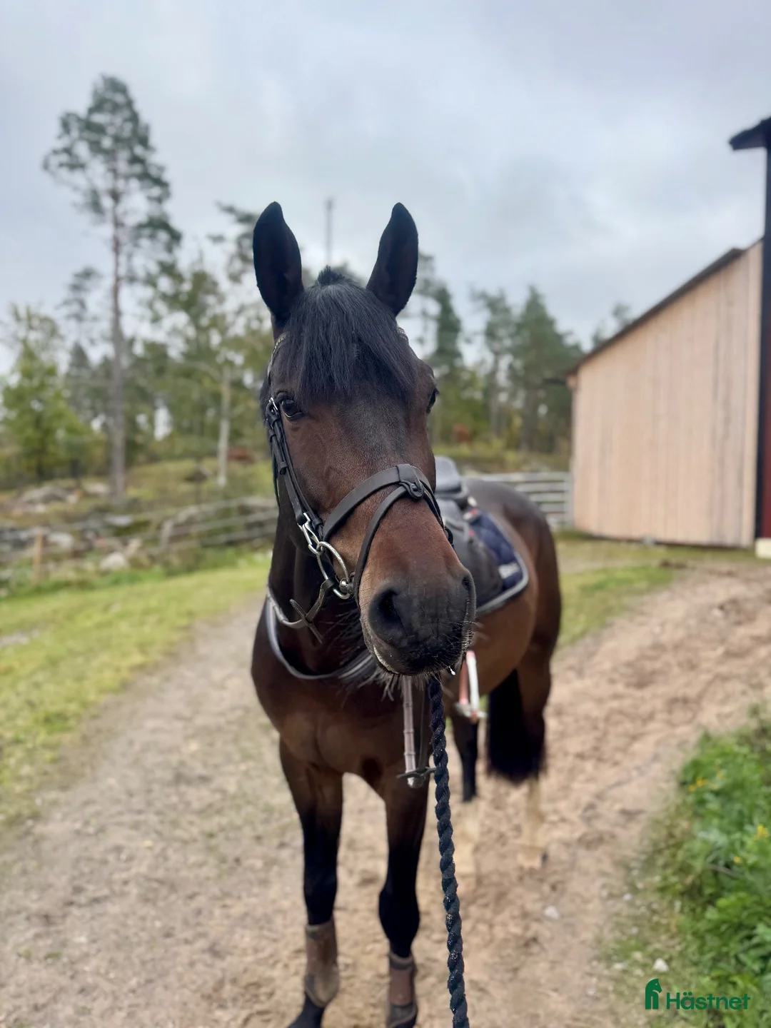 Hoppning hästar till salu: Trevlig valack - Annons 2