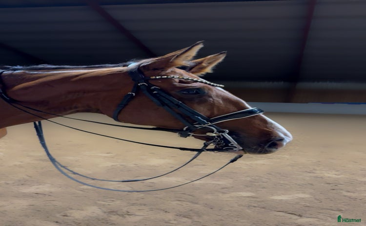  hästar i Örkelljunga - Annons 14