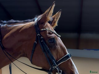 hästar i Örkelljunga - Annons 34