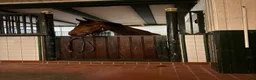  stallplats finnes: Stallplatser/rehab  i Floby - Annons 9