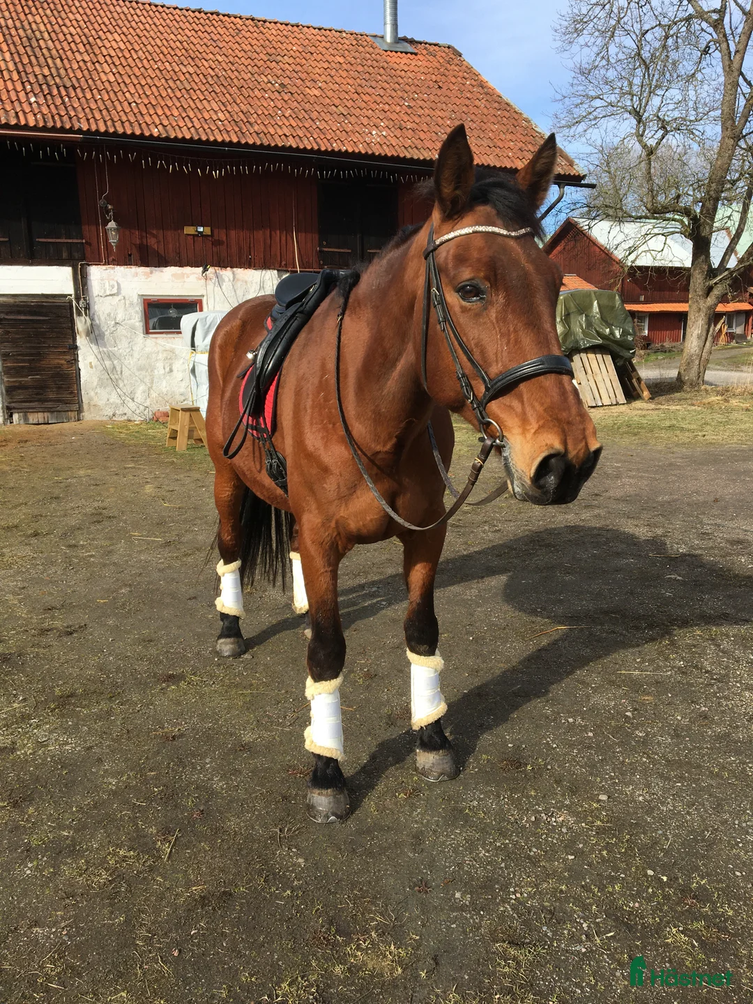 Allround hästar till salu: Snäll o mysig ridtravare söker nytt hem - Annons 2