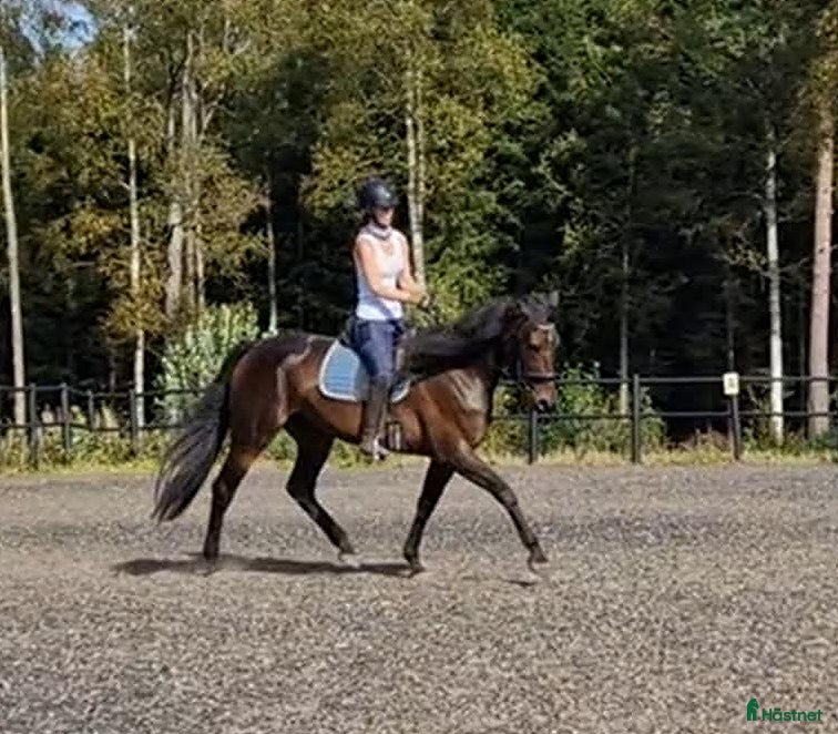  hästar Otroligt snäll och vacker tjej! i Gränna - Annons 1