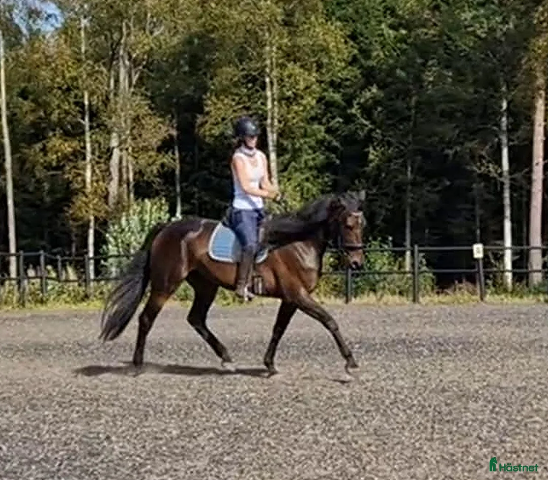 Allround hästar till salu: Otroligt snäll och vacker tjej! i Gränna - Annons 1